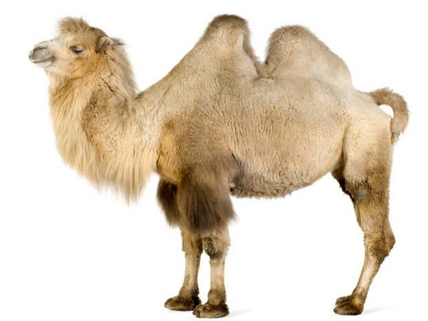 camelo e o seu estómago para aumentar a potencia