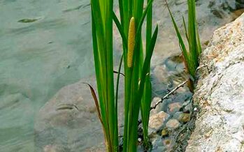 Calamus marsh, cuxa raíz se usa para aumentar a potencia masculina